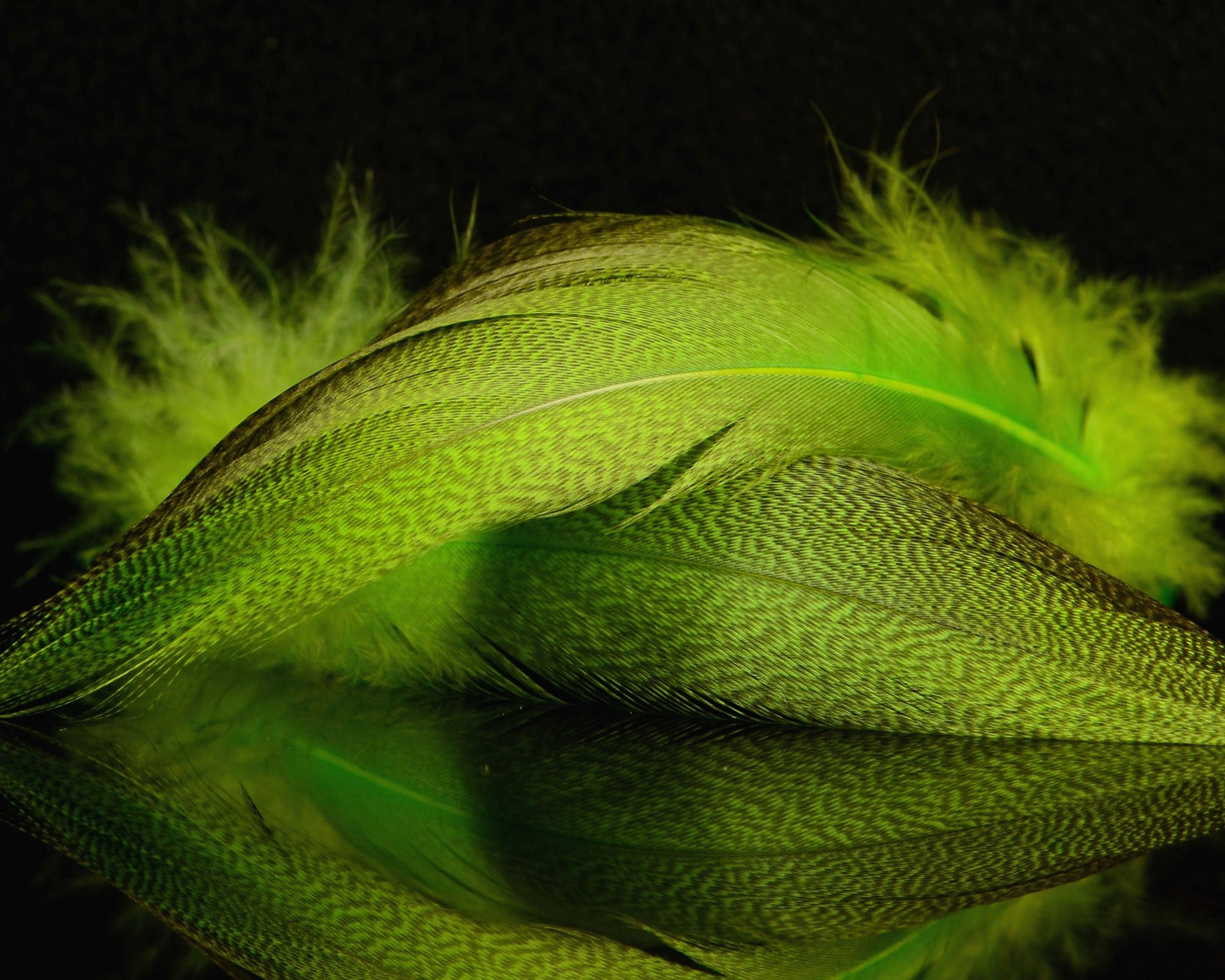 Spawn Super Select - Dyed Bronze Mallard - Spawn Fly Fish - Spawn Fly Fish