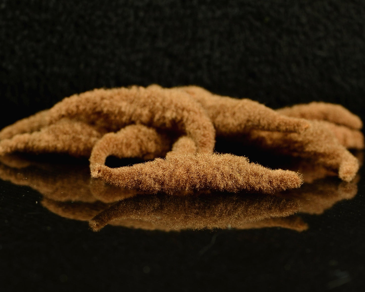 Fly Tying Essential: Spawn Polliwog Tails - Spawn Fly Fish - Spawn Fly Fish