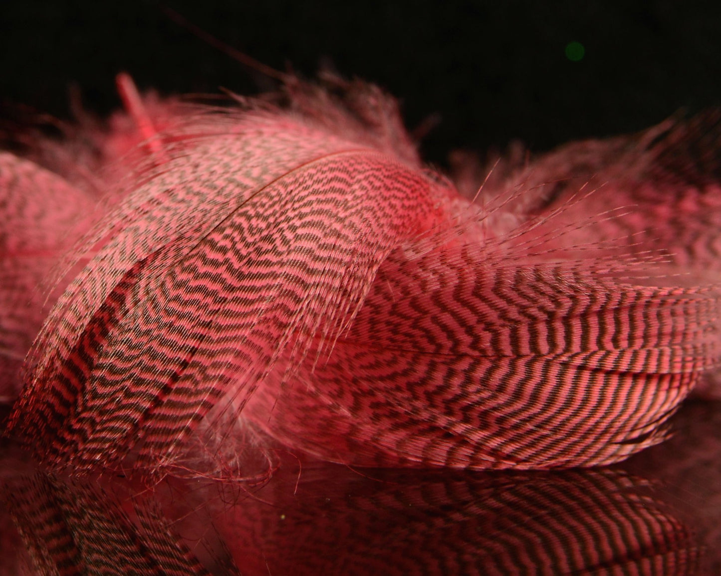 Spawn Super Select Pintail Feathers - Spawn Fly Fish - Spawn Fly Fish