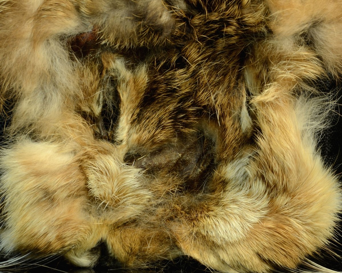 Hareline Hare's Mask - Spawn Fly Fish - Hareline Dubbin