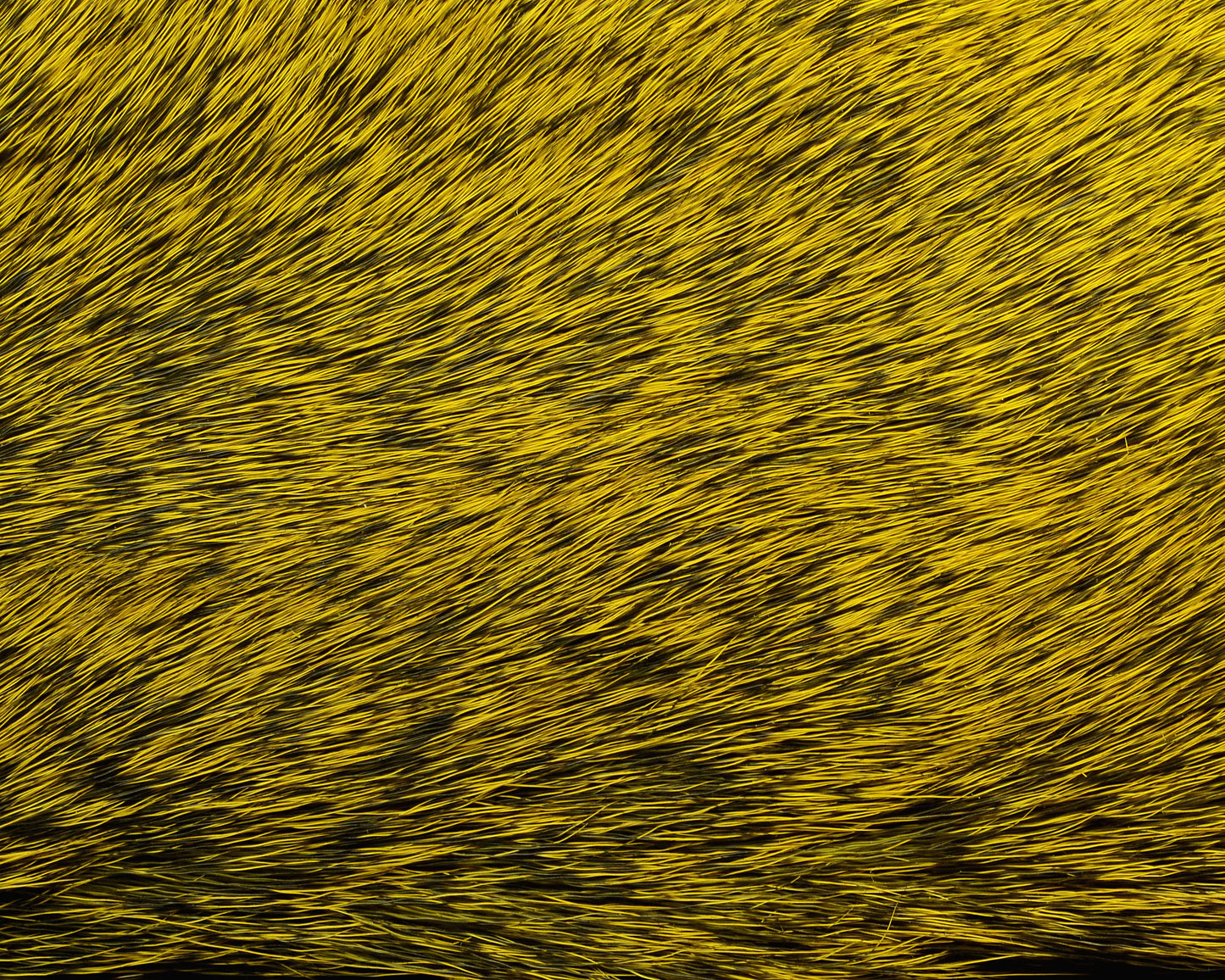 Hareline Premo Deer Hair Strip - Spawn Fly Fish - Hareline Dubbin