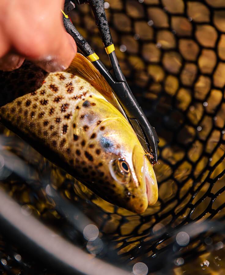 Loon Rogue Hook Removal Forceps - Spawn Fly Fish - Loon Outdoors