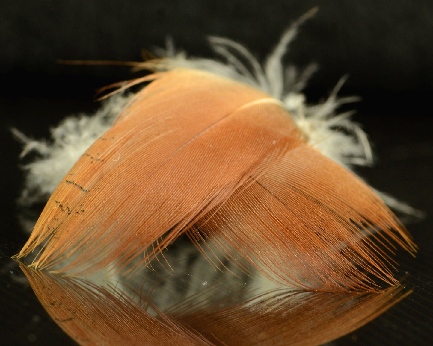 Spawn Super Select - Northern Shoveler - Spawn Fly Fish - Spawn Fly Fish