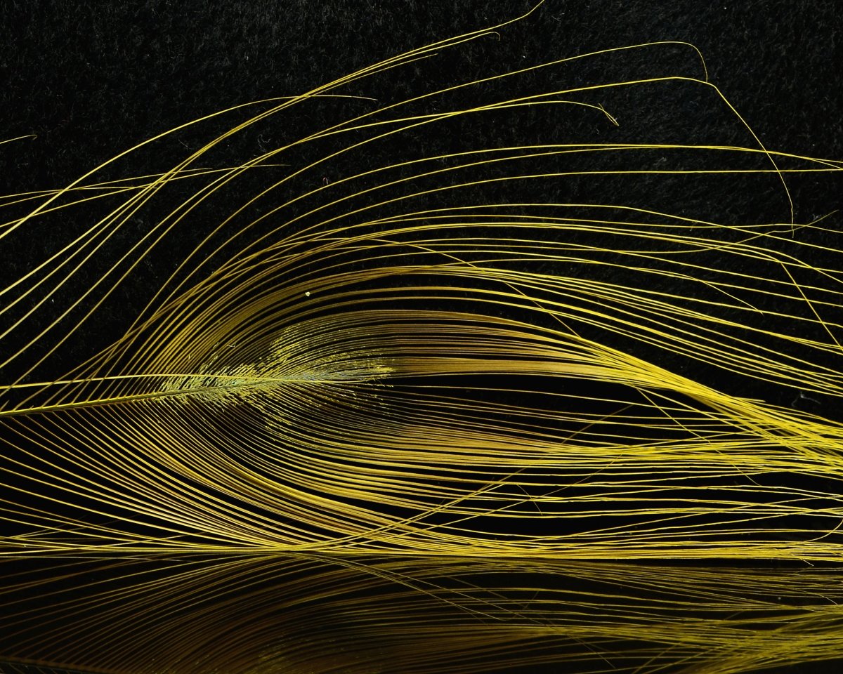 D's Flyes Stripped Peacock Eye - Spawn Fly Fish - D's Flyes