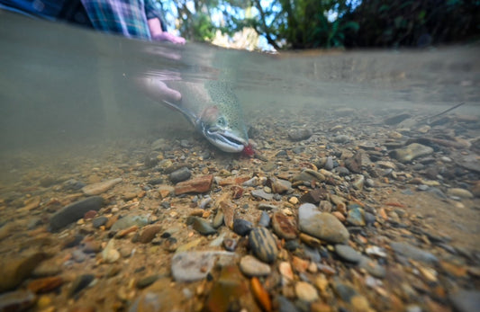 Steelhead Season 2024 in SW Washington - Look Back! - Spawn Fly Fish