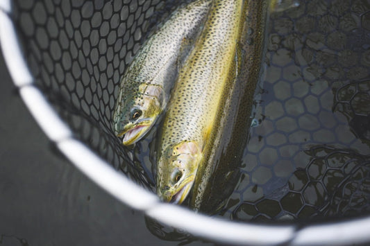 Best Polarized Fishing Glasses for the PNW - Spawn Fly Fish