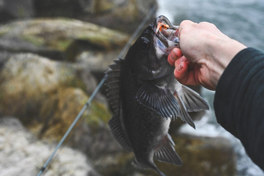 Catch and Cook off the Jetty - Fly Fish For Food - Spawn Fly Fish