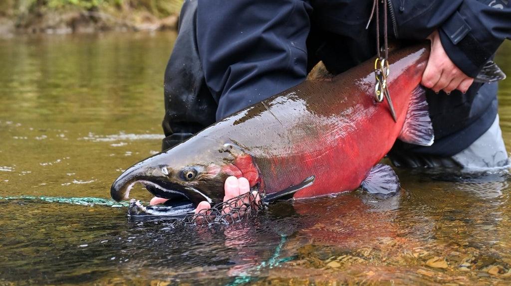 Chasing Giants: The Tale of Pete Rosenau's Potentially Record-Breaking Coho on 20lb Tippet