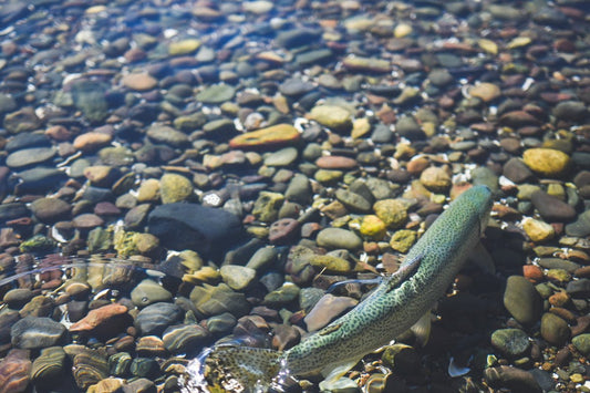 Chum Fry - Fly Fishing Puget Sound - Spawn Fly Fish