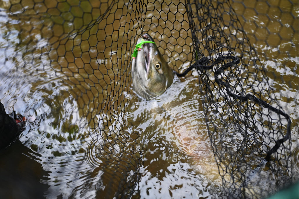 Chum Salmon Are Here: The Season is On!