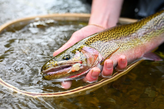 Coastal Cutthroat Fishing in Creeks and Rivers - Be Prepared - Spawn Fly Fish