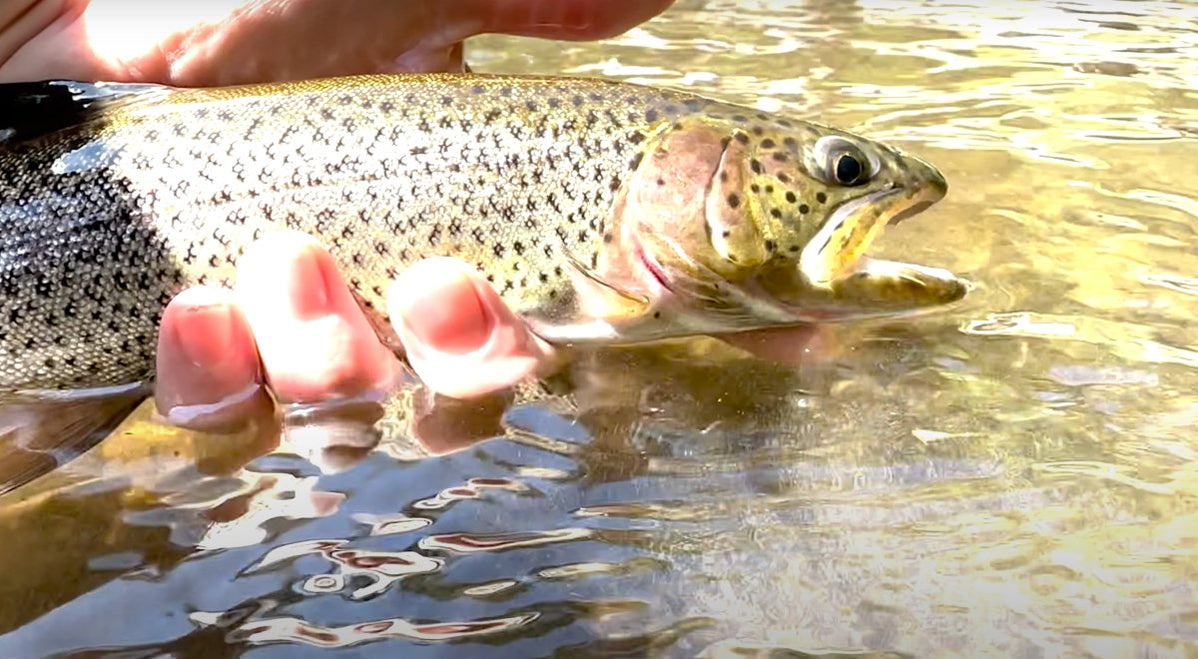 Coastal Cutthroat Fishing In early August?– Spawn Fly Fish