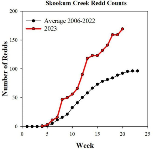 Coastal Cutthroat Trout: Unlocking the Secrets of Abundance through Redd Surveys - Spawn Fly Fish