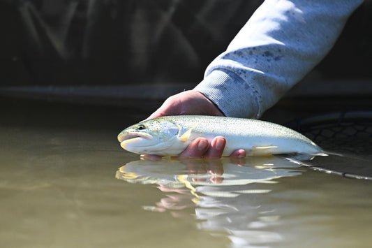 Cutthroat: A South Sound Session with the Old Man - Spawn Fly Fish