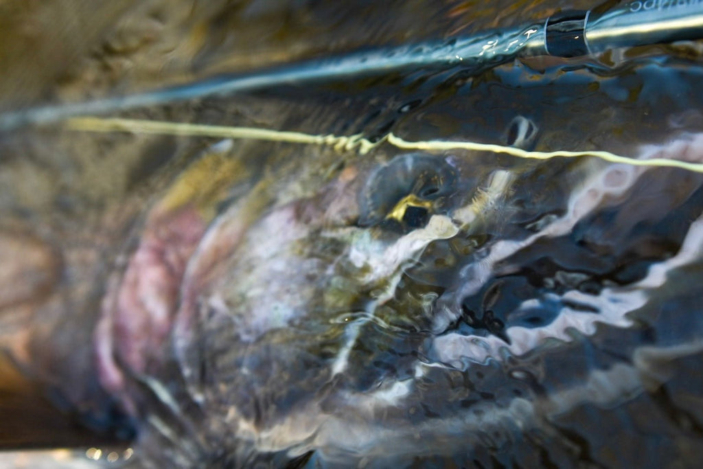 Do You Really Need an 8wt to Fish for Salmon?