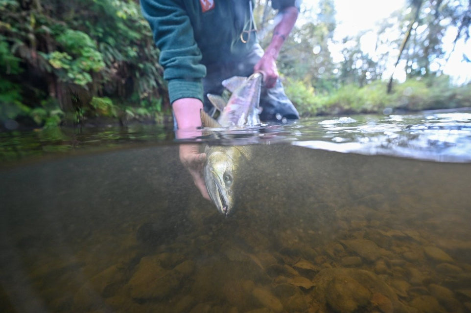 Exciting News: Chum Salmon Have Arrived in SW Washington!