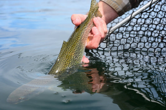 Exploring the Thrills of Puget Sound Fishing in April - Spawn Fly Fish