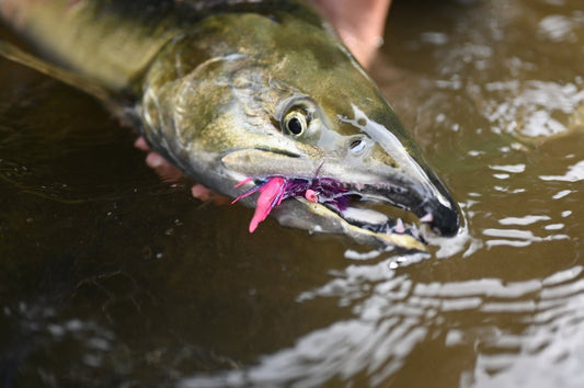 Fly Fishing For Chum in SW Washington: A Phenomenal Experience! - Spawn Fly Fish