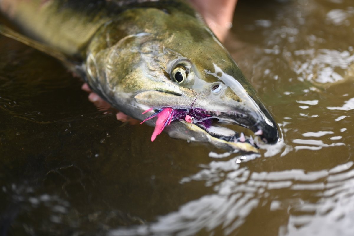 Fly Fishing For Chum in SW Washington: A Phenomenal Experience!– Spawn Fly  Fish