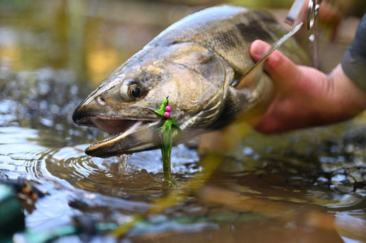 Fly Fishing for Chum Salmon in the Pacific Northwest - Spawn Fly Fish