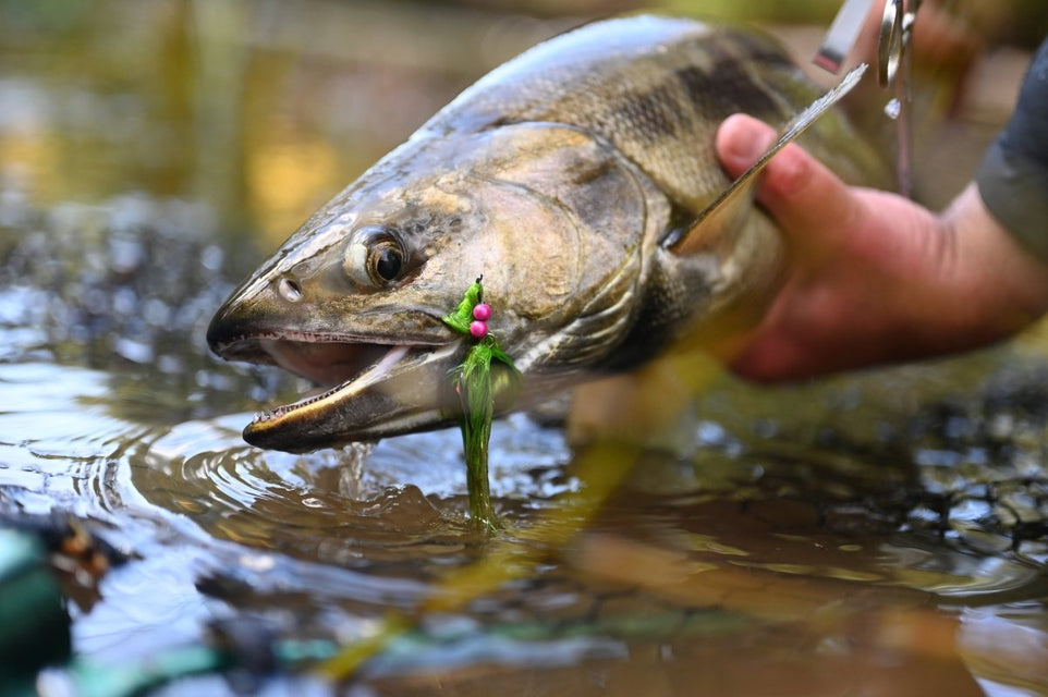 Fly Fishing for Chum Salmon in the Pacific Northwest