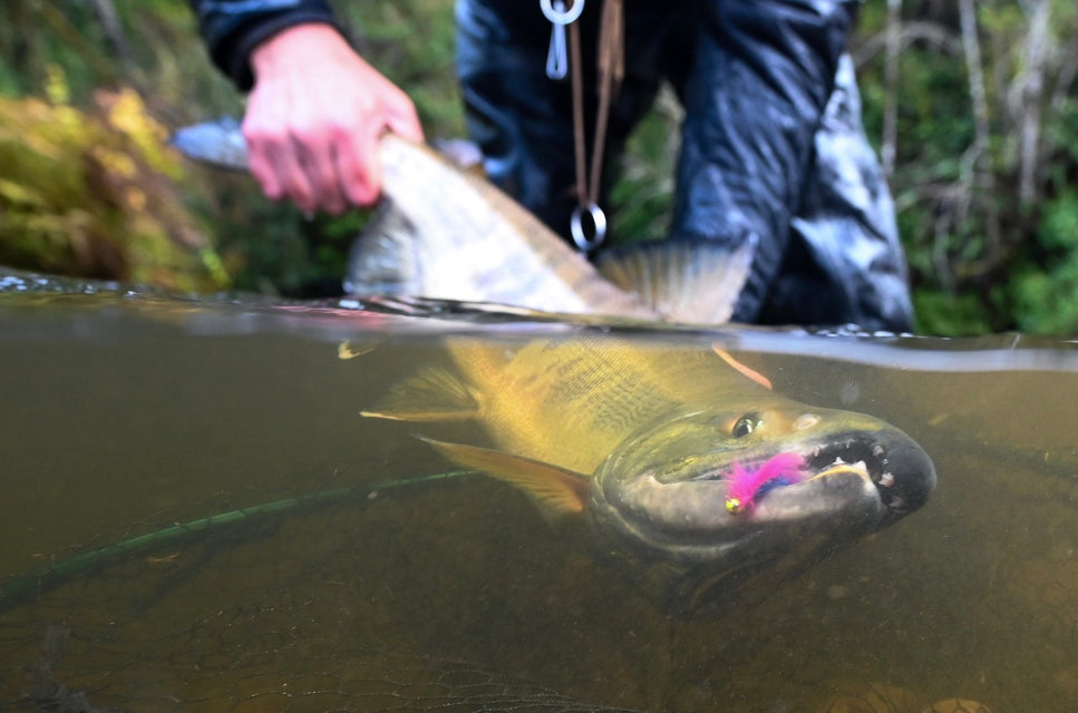 Halloween in Washington: The Start of Electric Chum Salmon Fishing!