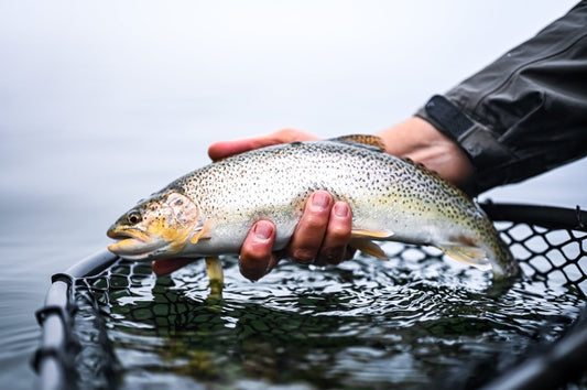 Holiday Sea Run Cutthroat Tradition - Spawn Fly Fish
