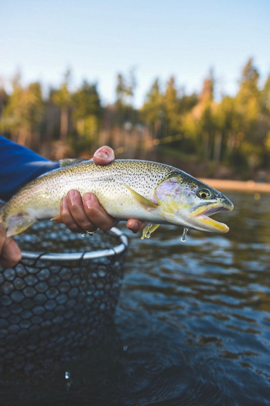 How to choose the Right Fly Fishing Net? - Spawn Fly Fish