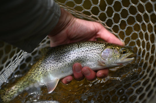 Mastering Low Water Fly Fishing for Coastal Cutthroat in Western Washington - Spawn Fly Fish