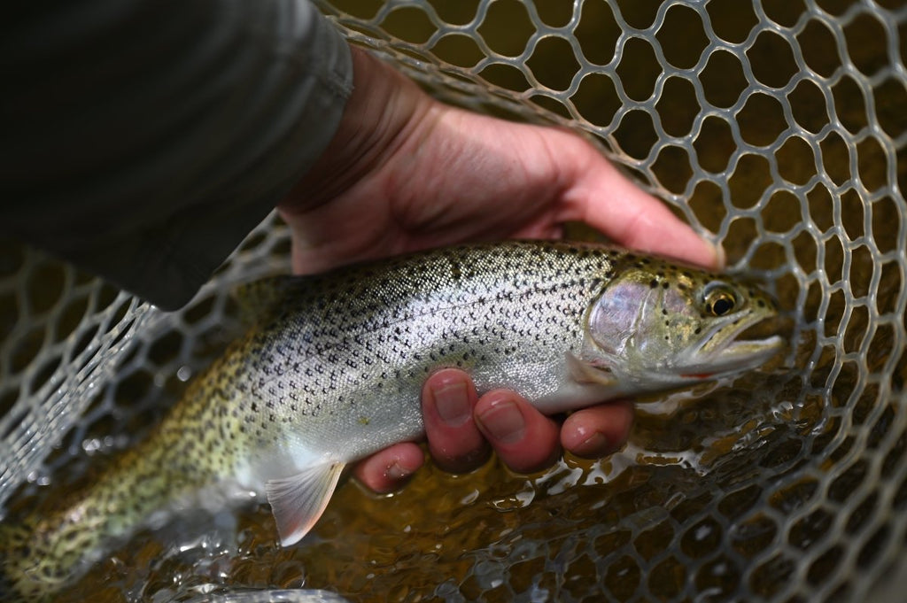 Mastering Low Water Fly Fishing for Cutthroat in Western Washington