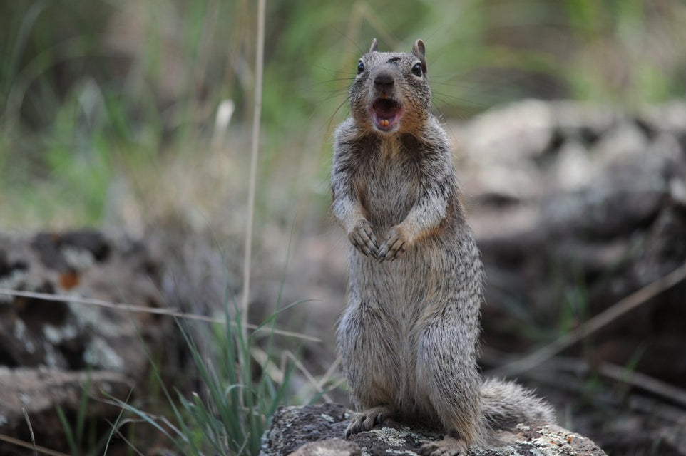 My Neighbor Brought me Squirrel - Accepting Raw Tying Materials