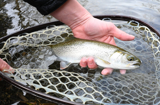 Simplifying Chum Fry Season: Effective Patterns for Western WA - Spawn Fly Fish