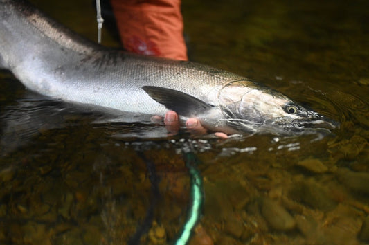 Spawn Fly Fish Shop Update - Tying Season Edition! - Spawn Fly Fish