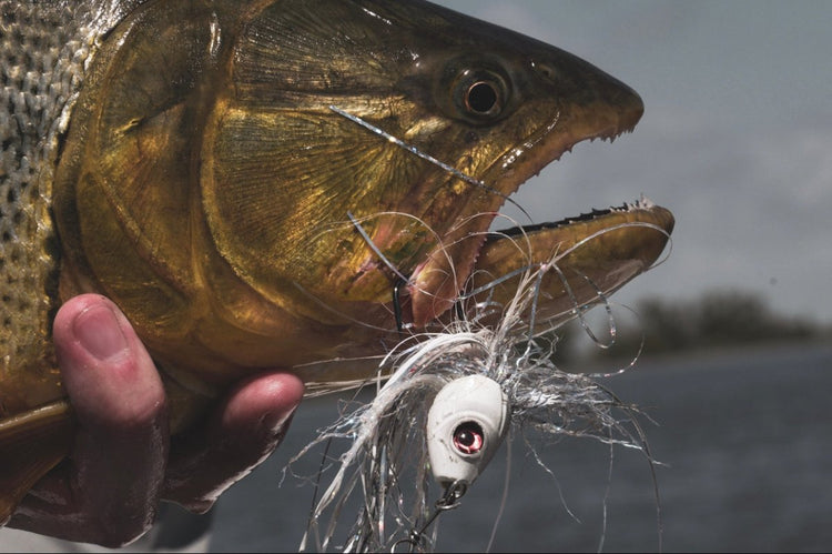 Watch Incredible Spawn Fly Fish Videos Online!
