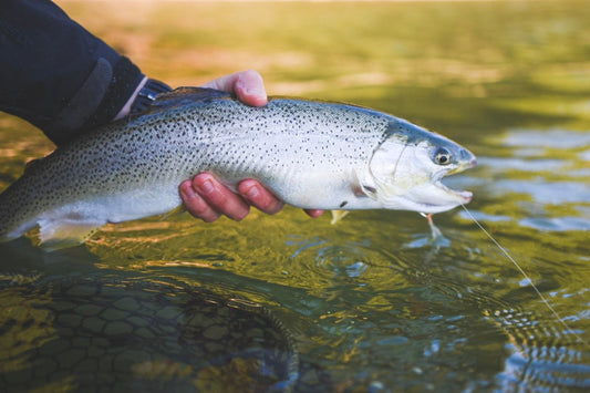 State Record for Sea Run Coastal Cutthroat - Do you believe it? - Spawn Fly Fish