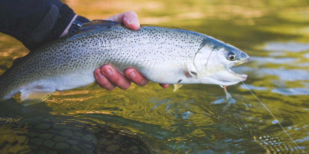 State Record for Sea Run Coastal Cutthroat - Do you believe it?– Spawn ...