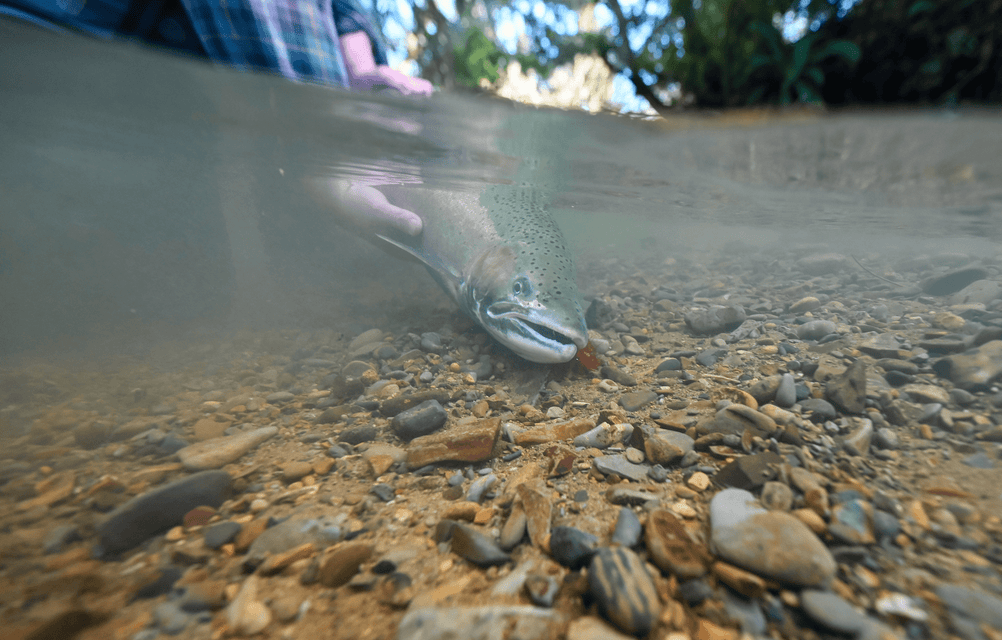 Steelhead Season: Preparation, Tactics, and Stewardship