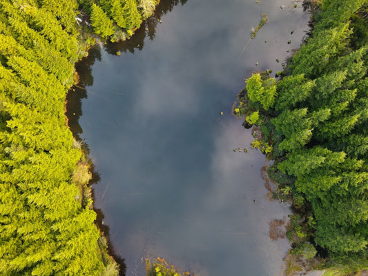 Trout Stocking in Ilwaco: A Bounty of Opportunities in Lakes - Spawn Fly Fish