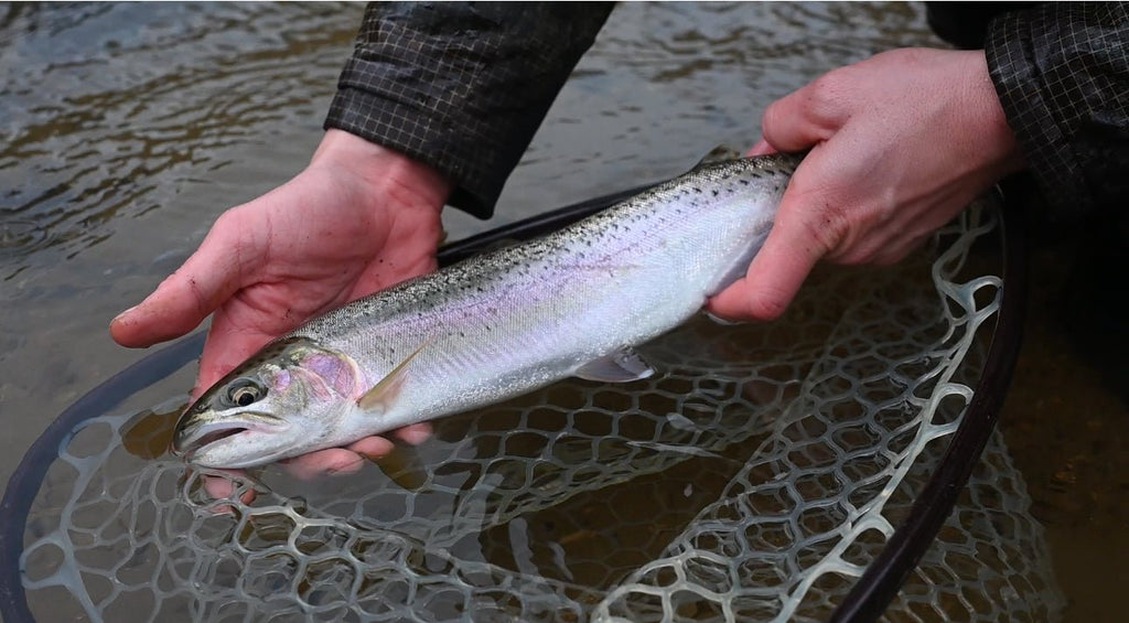 Unraveling the Mysteries of Coastal Cutthroat Fishing in January