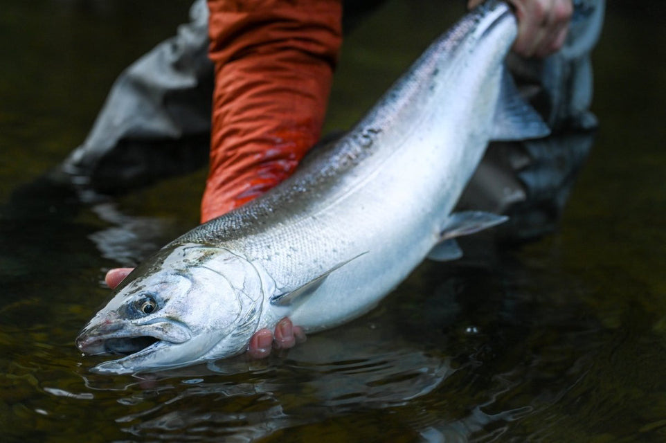 What is a B-Run Coho Salmon?