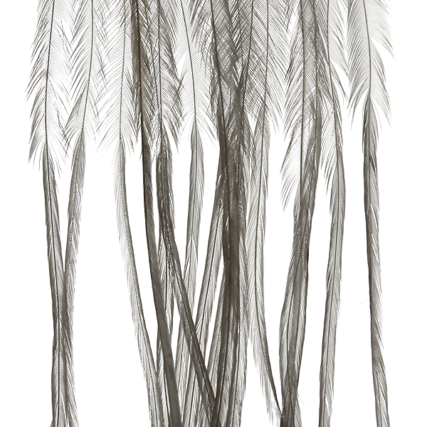 Whiting Farms 100 Saddle Hackle Pack