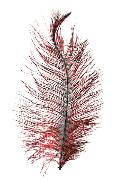 MFC Barred Ostrich Plume - Spawn Fly Fish - Spawn Fly Fish
