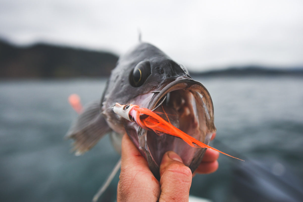 How to Fly Fish for Trout: A Step-by-Step Guide– Spawn Fly Fish