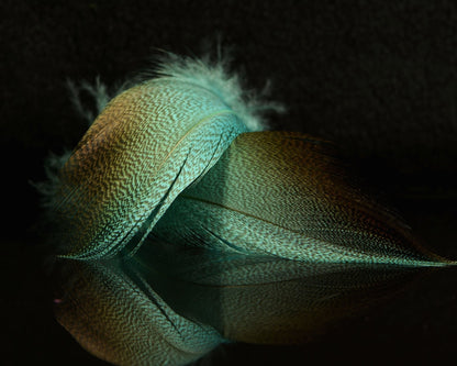 Spawn Super Select - Dyed Bronze Mallard - Spawn Fly Fish - Spawn Fly Fish