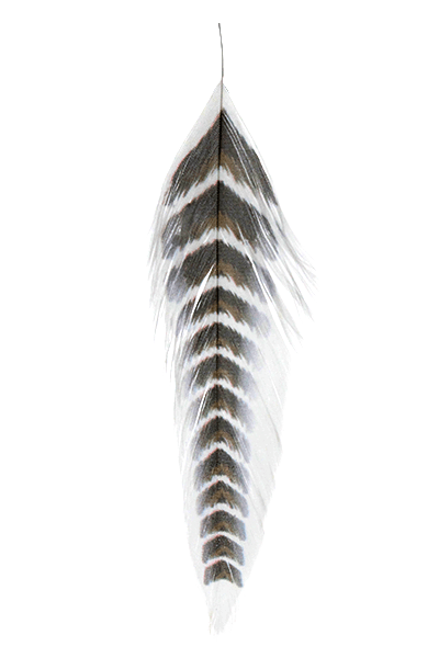 Galloup's Fish Feathers - Grizzled - Spawn Fly Fish - Montana Fly Company