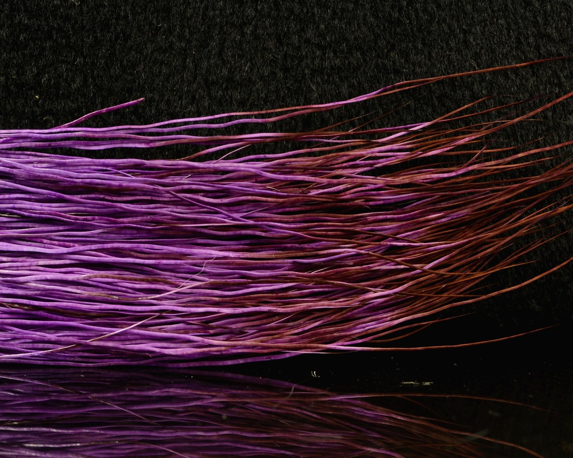 Peccary The Happy Javelina Spawn Fly Fish – Spawn Fly Fish