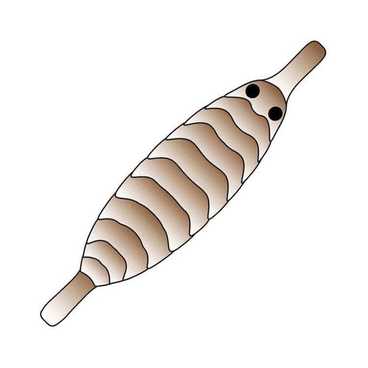 Fly Spawn Shell Pro Sportfisher Gammarus Shell Back - Spawn Fly Fish – Spawn Fly Fish