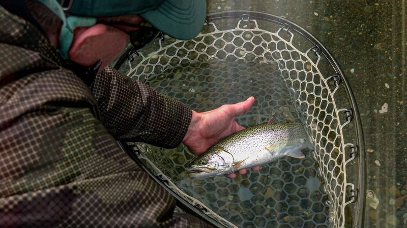 Fly Fish Puget Sound for Sea Run Cutthroat: A Comprehensive Guide