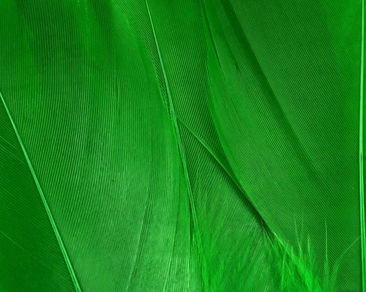 Select Goose Shoulder - Spawn Fly Fish - Hareline Dubbin