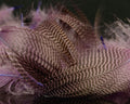 Spawn Super Select Gadwall Feathers - Spawn Fly Fish - Spawn Fly Fish